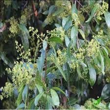 Cây giống Thanh Trà Ngọt TháiLan cao 70-80cm chiết cành.