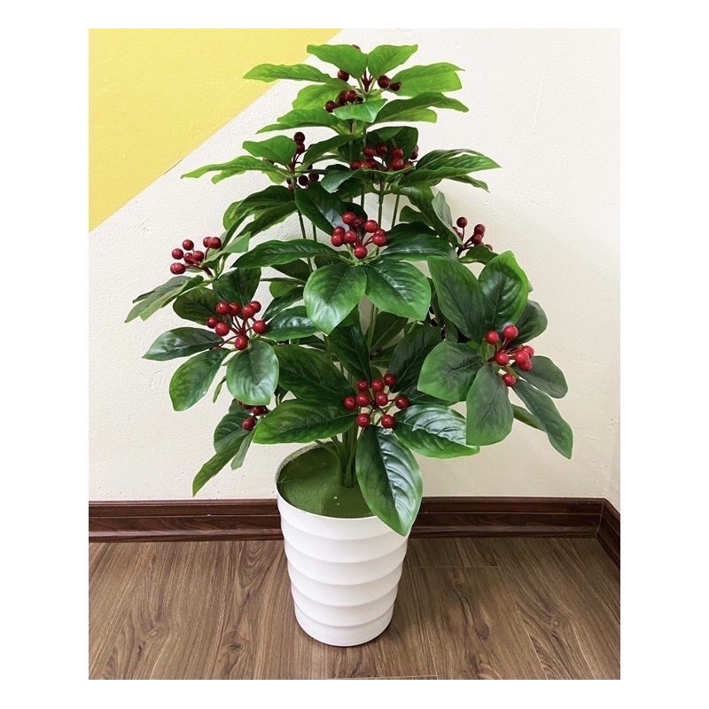 Cây cherry , cây kim ngân lượng cao 70cm chưa chậu