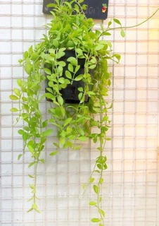 Lan hạt dưa, lan hạt dưa cẩm thạch