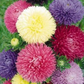 Hạt giống hoa cúc magic mix
