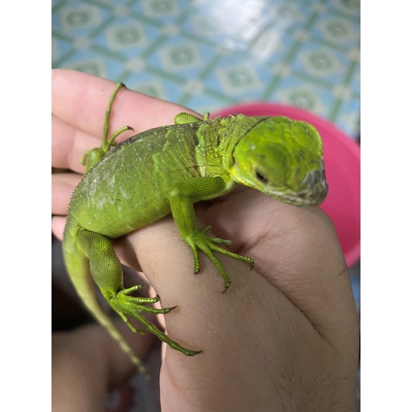 Iguana nam mỹ