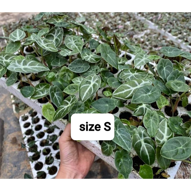 Alocasia watsoniana