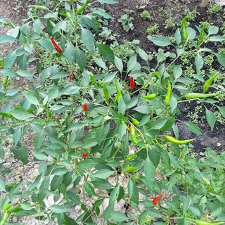 20 Hạt Ớt Hiểm Siêu Cay (Ớt Chỉ Thiên)