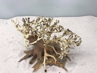 Bonsai Thuỷ Sinh D15 x C10 ......