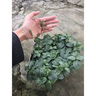 Lá may mắn ( Cẩm nhung )