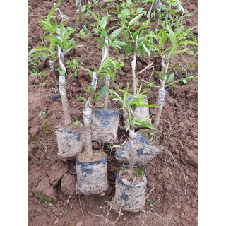 Giống đào phai, đào bích (đào ghép_ảnh thật chụp tại vườn)