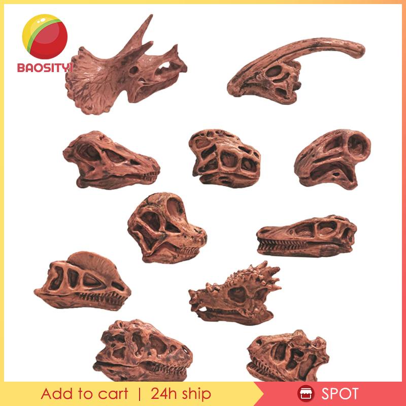 [Baosity1] Mô Hình Đầu Lâu Khủng Long Hóa Thạch Trang Trí Nội Thất Giảng Dạy