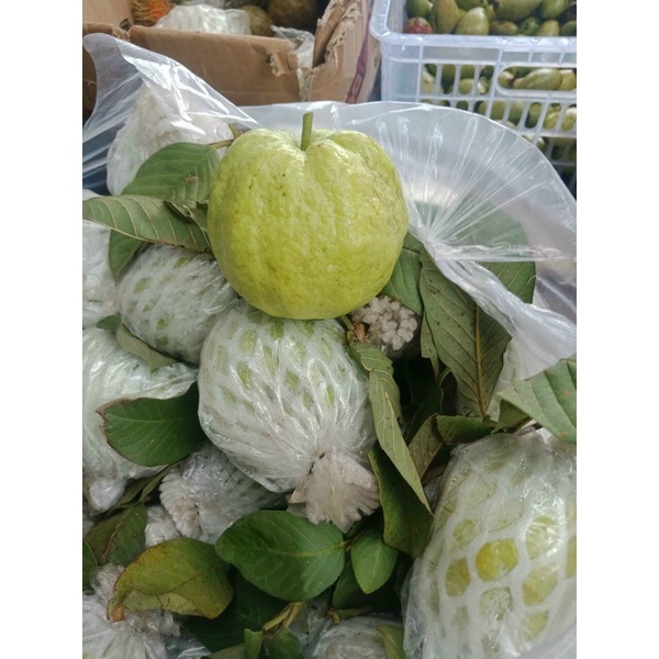 1ký Ổi Nữ Hoàng siêu ngon, giòn ngọt, không Hạt