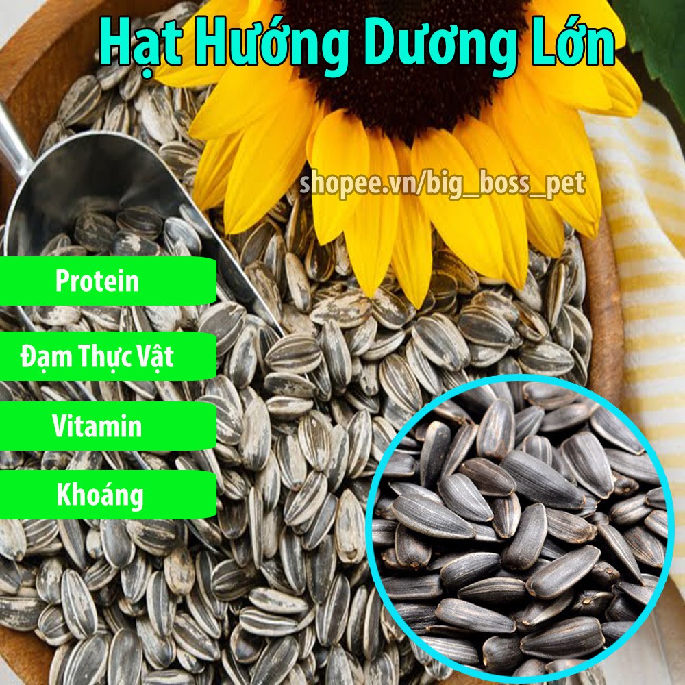 100g Hạt Hướng Dương Lớn Bổ Dưỡng Cho Hamster-Rat-Đuôi Mập