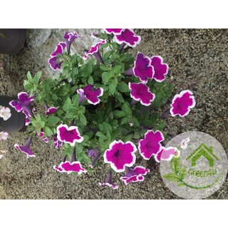 Combo 10 cây hoa Dạ Yên Thảo cấy mô hoa cánh đơn mix nhiều màu