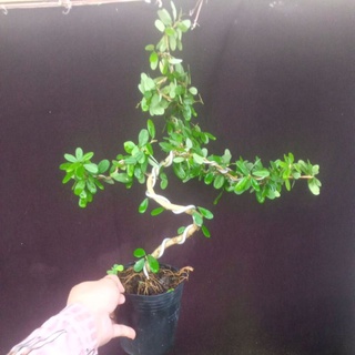 cây linh sam hồng phấn