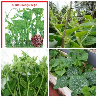 Hạt Giống Bí Siêu Ngọn Cao Sản (10gr)