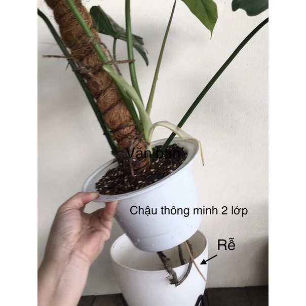 Cây Philodendron Golden Dragon  trồng châu thông minh.