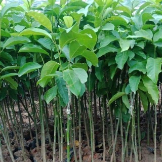 Cây giống dổi ăn hạt ( cây ghép cho quả sớm )