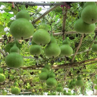 HẠT GIỐNG BẦU HỒ LÔ
