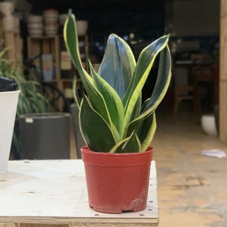 Cây lưỡi hổ thái mini