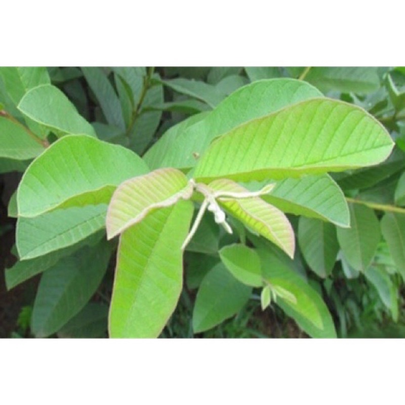 1kg lá ổi tươi_ giao hàng siêu nhanh