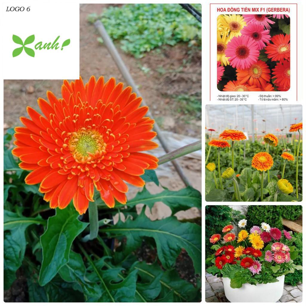 Gói 100 Hạt Giống Hoa Đồng Tiền Kép Lùn - Mix (Gerbera)