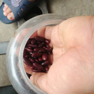 Đậu đỏ hạt to 1kg