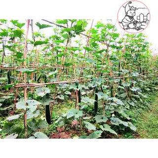 HẠT BÍ ĐAO CHANH, BÍ SẶT - GÓI 1 GRAM
