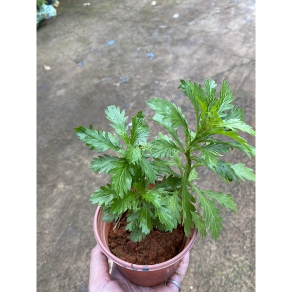 Cây cảnh, cúc thân gỗ giá rẻ