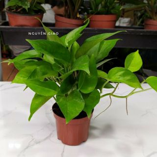 Cây trầu bà