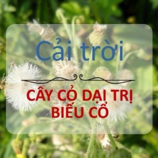 Cây cải trời khô 2kg