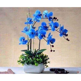 Combo 5 cốc lan hồ điệp sẵn ngồng hoa,cây đẹp