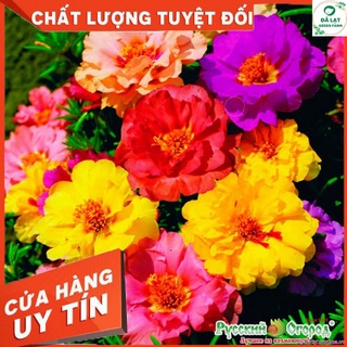 100H_HẠT GIỐNG HOA MƯỜI GIỜ MỸ (TÚI ZIP)