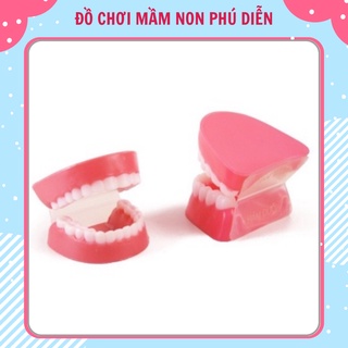 Đồ chơi mô hình hàm răng cho bé loại nhỏ và cho cô loại lớn bằng nhựa dạy bé vệ sinh răng miệng