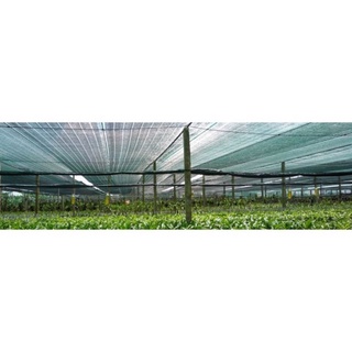 LƯỚI LAN THÁI LAN DÀY 70%