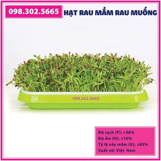 Bộ 10 gói Hạt rau mầm rau muống - gói 50g - Trồng rau mầm hữu cơ, rau mầm sạch tại nhà