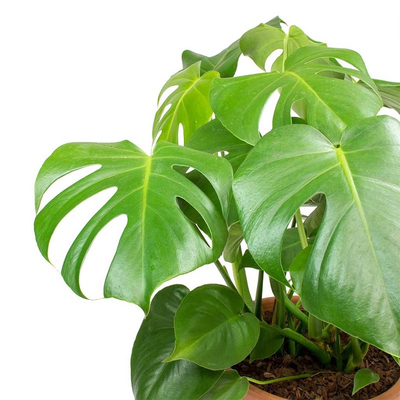 SIÊU PHẨM ĐỘC QUYỀN - Cây Trầu bà lá xẻ (Nam Mỹ)- Monstera Deliciosa - 40 cm - Cây cảnh nội thất văn phòng trang trí hot