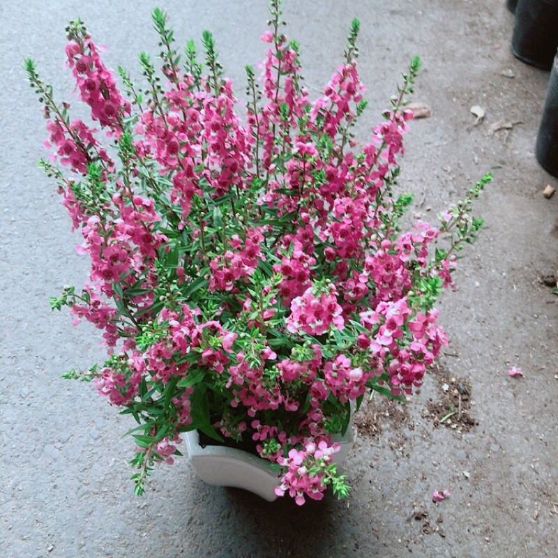 Chậu Hoa Lưu Ly