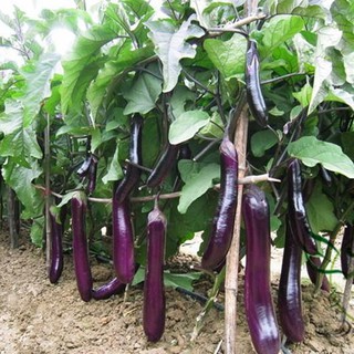 30h - HẠT GIỐNG CÀ TÍM DÀI