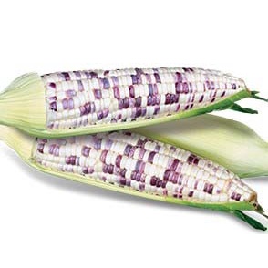 Keo Mỹ Tiến đen super, keo liền sẹo - Liền Da Cây (100g)
