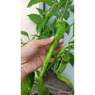 hạt ớt ristra cayenne hybrid