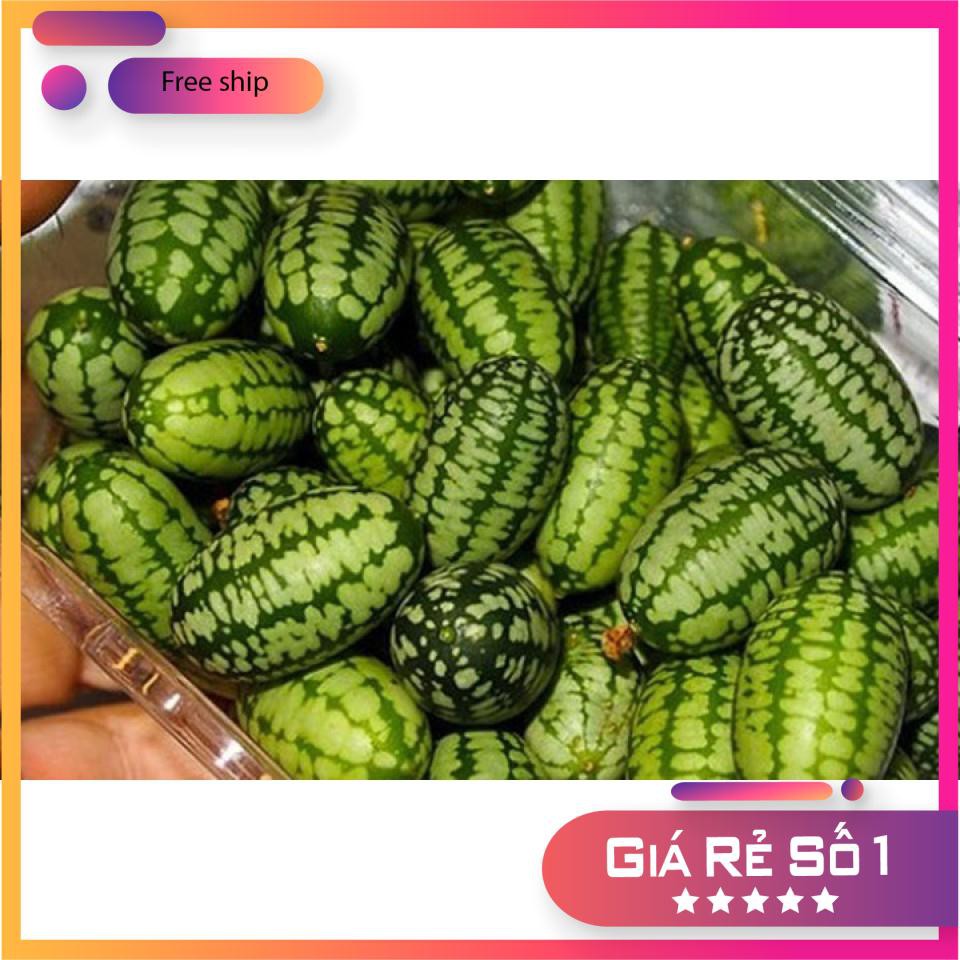 HẠT GIỐNG DƯA HẤU MINI - 10 hạt LUCKY.VN