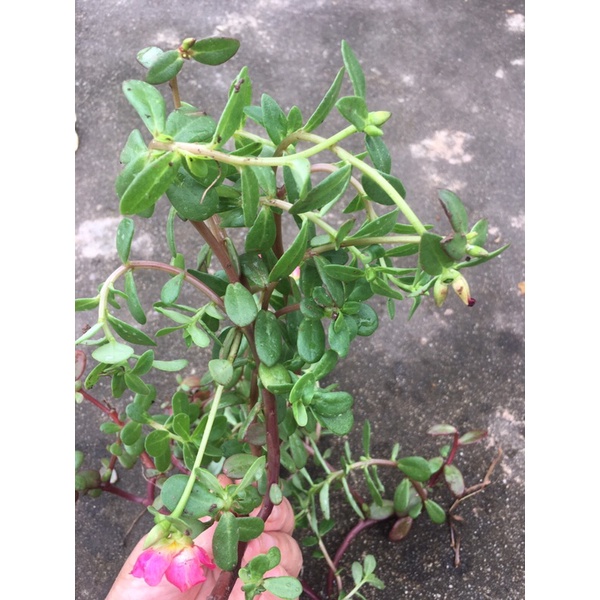 10 cành Hoa Sam Nhật  mix màu