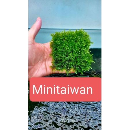 rêu mini taiwan