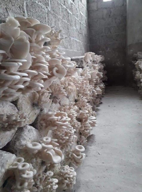 Combo 10 Phôi nấm sò 🍄 🍄