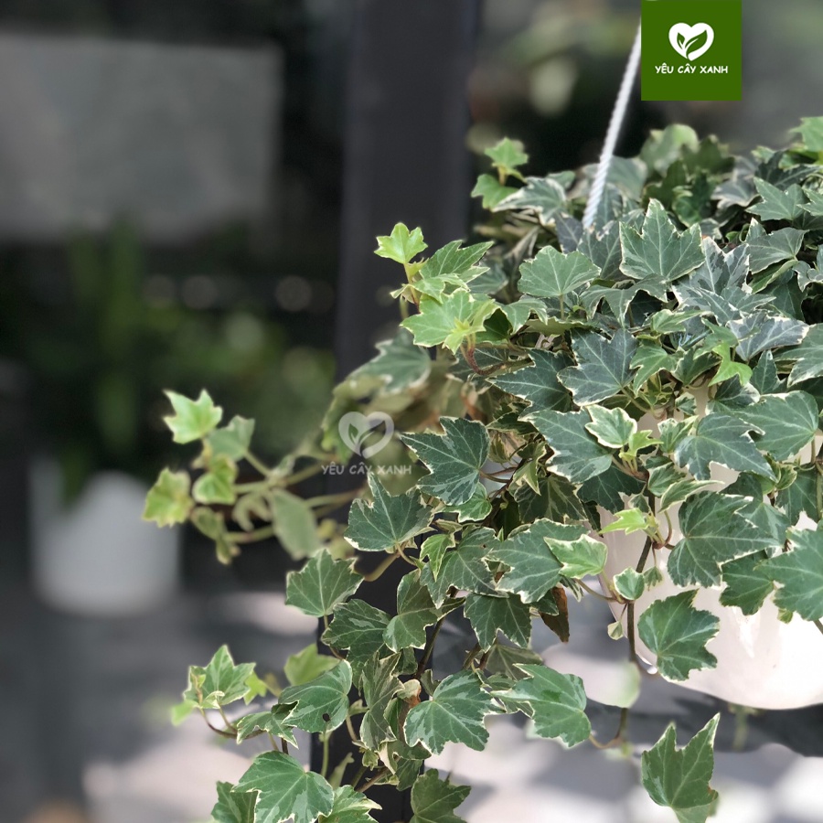 Cây Thường Xuân - Cây Nguyệt Quế chậu treo