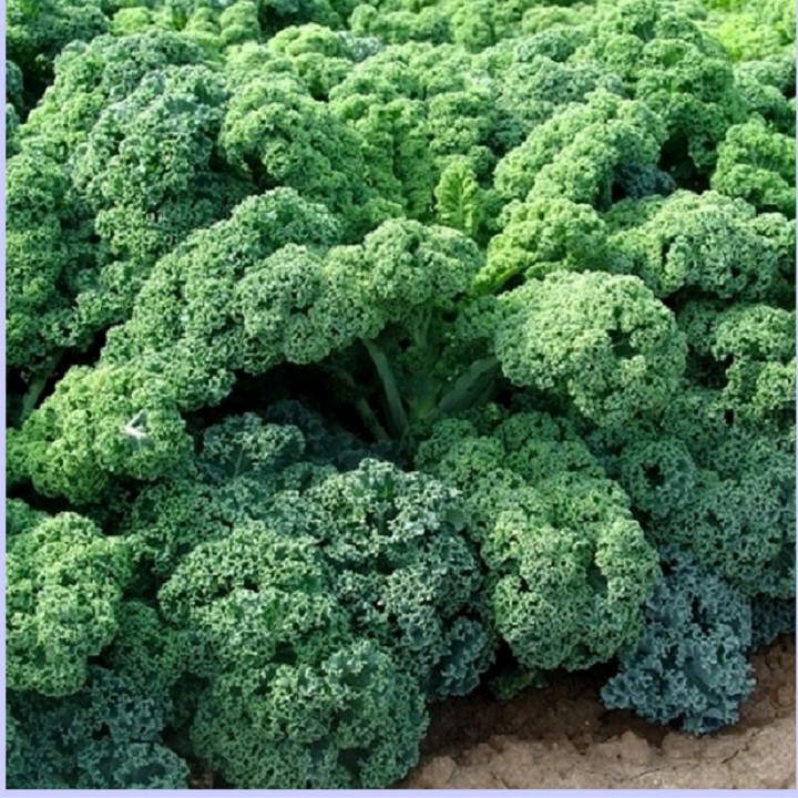 Hạt giống Cải lá Xoăn xanh Kale (30 hạt)
