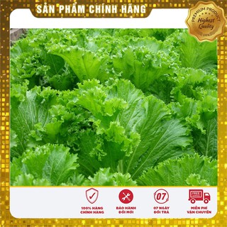 Hạt Giống Cải Bẹ Mào Gà(20 gr)