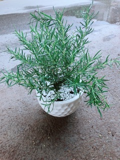 Chậu Hương Thảo