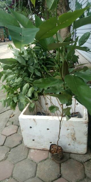 Cây giống osaka nhật bản