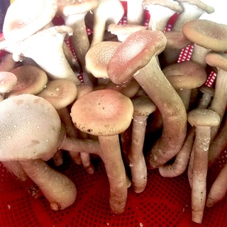 Nấm chân dài
