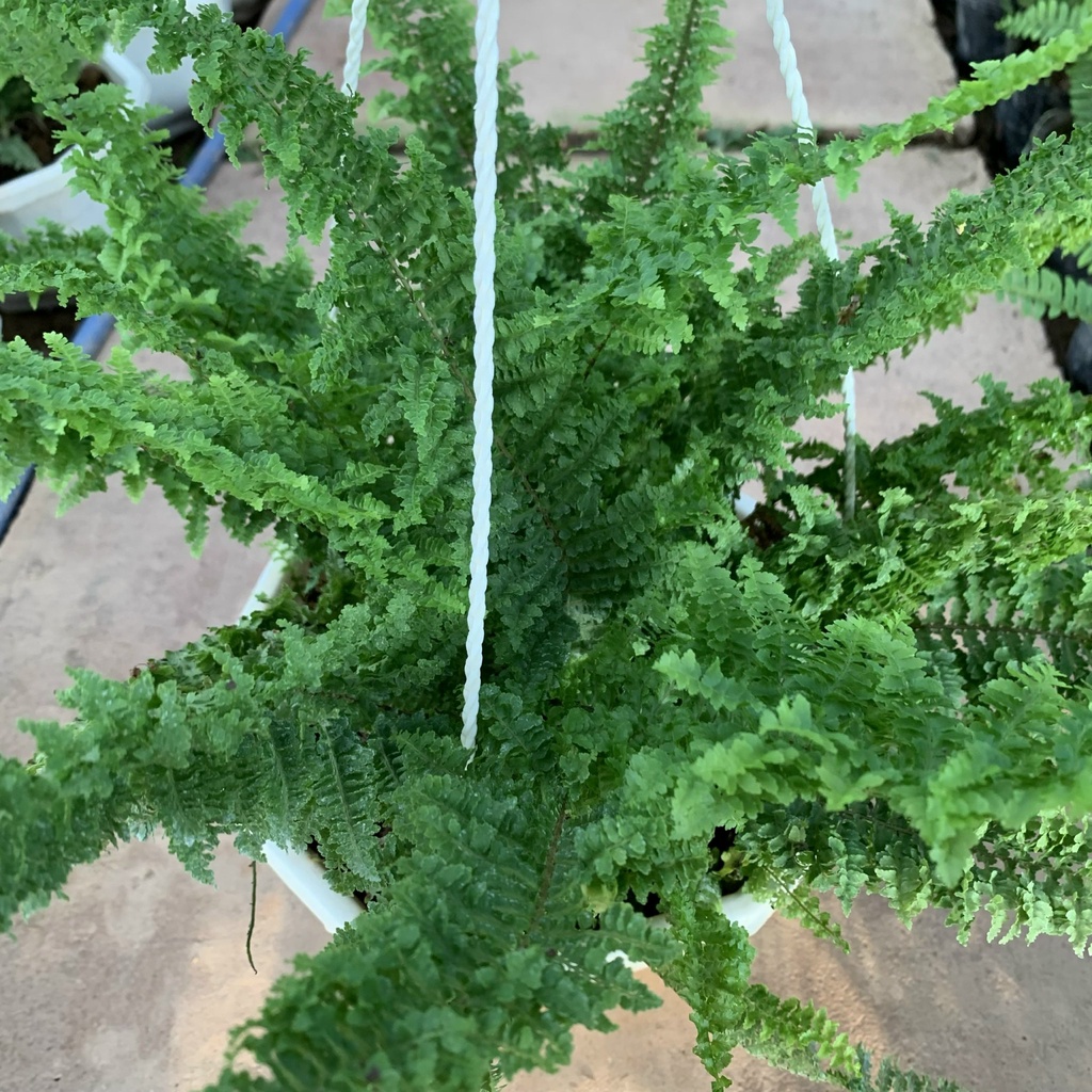 Cây dương xỉ lá xoắn treo chậu bán kính 30cm, chậu cây treo trang trí ban công, sân vườn, thanh lọc không khí