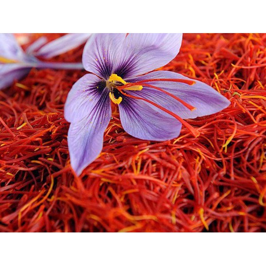 Saffron Nhụy Hoa Nghệ Tây Hộp 1gr | BigBuy360 - bigbuy360.vn