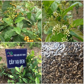 Hạt Giống Cây Xạ Đen - Cây dược liêu- 50 hạt (TẶNG gói kích thích hạt nảy mầm)
